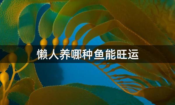 懒人养哪种鱼能旺运